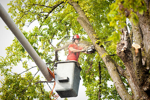 How Our Tree Care Process Works  in  Williamson, WV